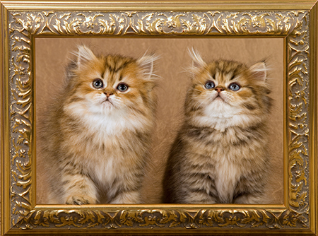 Framed photo of cats